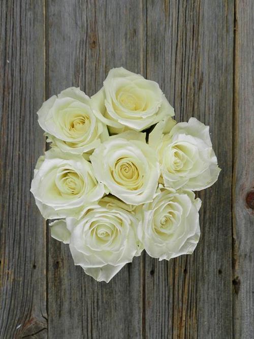 ESCIMO  WHITE ROSES